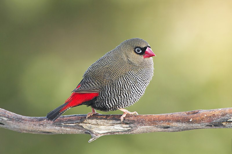 Beautiful Firetail male