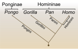 Kladogramm der Familie der Menschenaffen („Hominidae“) und ihrer Unterfamilien „Ponginae“ und „Homininae“ sowie der heute noch lebenden Gattungen „Pongo“ (Orang-Utans), „Gorilla“, „Pan“ (Schimpansen) und „Homo“