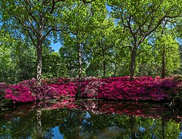 Massif d'azalées au bord d'un étang d'Isabella Plantation, dans Richmond Park, l'un des huit parcs royaux de Londres. (définition réelle 8 000 × 6 120)