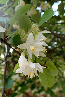 Rohtostoraksi (Styrax officinalis).