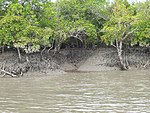 Mangroves on a riverbank.