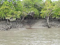 Sundarban mangrove.jpg