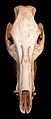 Boar cranium (Sus scrofa scrofa).