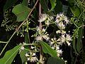Slyvinis gvazdikmedis (Syzygium cumini)