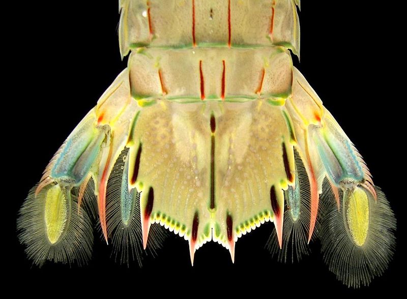 Mantis Shrimp Telson