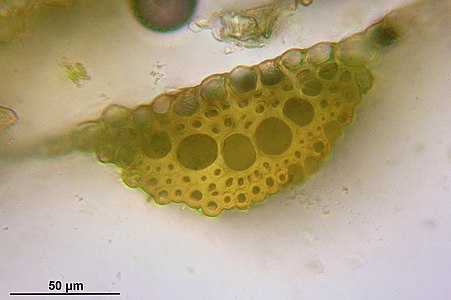 הCosta - ניתן לראות את תאי ההולכה השקופים הגדולים ואת הסטראידים בעלי הדופן העבה הנראים צהובים. בראש המבנה ניתן לראות שכבה דקה של תאים ירוקים, אלה התאים האפידרמיים.