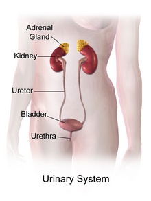 Female urinary system Urinary System (Female).png