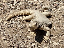 Uromastyx aegyptia 2.jpg