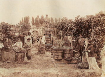 Vendanges sur hautains en Argentine au XIXe siècle