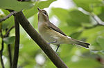 Miniatura para Vireo gilvus