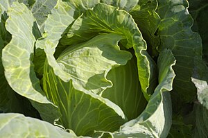 One of the Full and By Farm vegetables bulking up in the fields is cabbage. (Photo credit: Wikipedia)