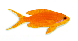 XRF-Pseudanthias squamipinnis.png