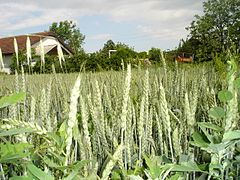 Класје на пченица во созревање во Македонија