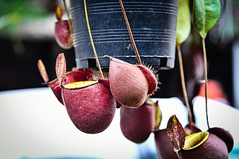 tropical pitcher plants Genus Nepenthes in thailand