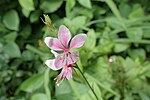 Gaura lindheimeri