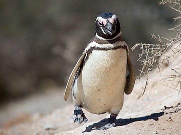 Pinguin Magellan Spheniscus magellanicus