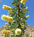 Catclaw Acacia (Acacia greggii)