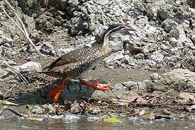 Afrikanuikkukana (Podica senegalensis)