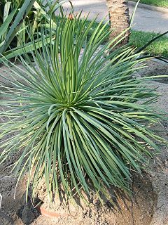 Description de l'image Agave_stricta.jpg.