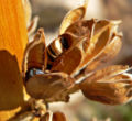 Agave utahensis