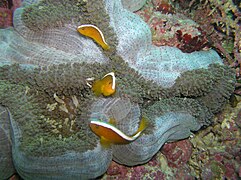 Grupo de A. sandaracinos en Stichodactyla mertensii, Panglao, Filipinas