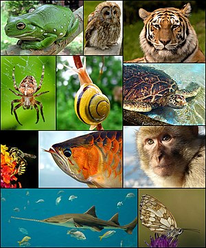 A collage depicting animal diversity using a f...