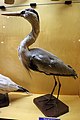 Ardea cinerea Garza real