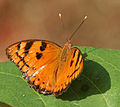 in Kawal Wildlife Sanctuary, India.