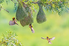 Baya Weavers (Ploceus philippinus') are best known for their elaborately woven nests. Location: Chitwan National Park, Nepal. Photograph: Mildeep