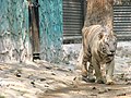 Bengal tiger