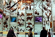 Shown in a museum, various models of species across various taxa and orders visualize the variety of life on earth. Biodiversity by Dano.jpg