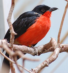 Punalepinkäinen (Laniarius erythrogaster)