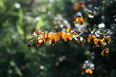 Une vue rapprochée des fleurs de Bossiaea cinerea.