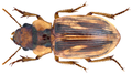 Bradybaenus opulentus