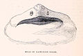 Dans un premier temps, on a distingué, dans la littérature scientifique anglaise, le Rashleig shark…