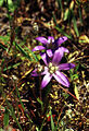 Brodiaea coronaria