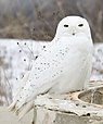 Snowy owl with distractive black marks