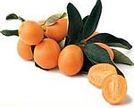 CDC kumquat3.jpg