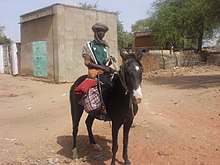 Cheval noir vu de face monté par un homme africain portant un turban.