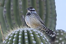 Perched atop a Saguaro in Sabino Canyon, Arizona