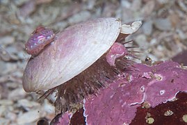 Cape urchin Parechinus angulosus with 'hat'