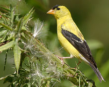 The American goldfinch is the official county bird of Howard County. Carduelis-tristis-001.jpg