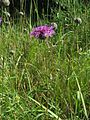 Centaurea scabiosa habitus.jpeg