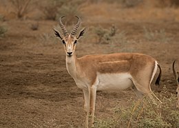 Džeiranas (Gazella subgutturosa)