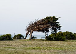 Pointe de Chassiron où l'on aperçoit au fond à gauche la Tour d'Antioche.