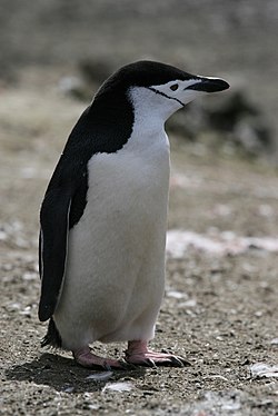 Antarkta pingveno, sur Insulo Livingstono, Sudaj Ŝetlandaj Insuloj, Okcidenta Antarkto