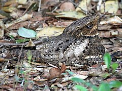 ♀ Antrostomus carolinensis