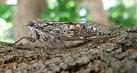 Cicadidae