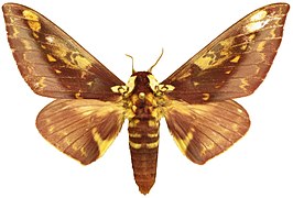 Citheronia phoronea (Saturniidae, Ceratocampinae)