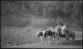 Z hlediska kompozice obrazu by měl mít pohybující se předmět prostor vpředu ve směru pohybu, fotografie: Clants, B.H., with steers, autor neznámý, archiv NARA